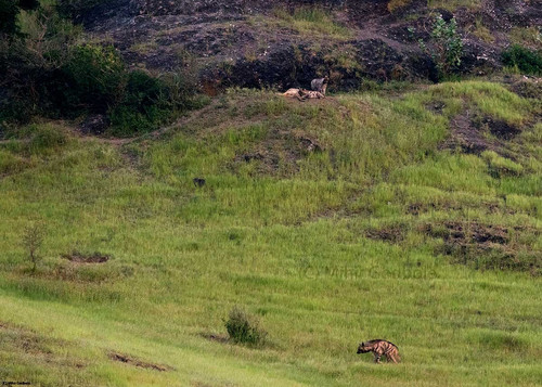 Grassland restoration pilot in Kendur, Pune district, Maharashtra.jpg