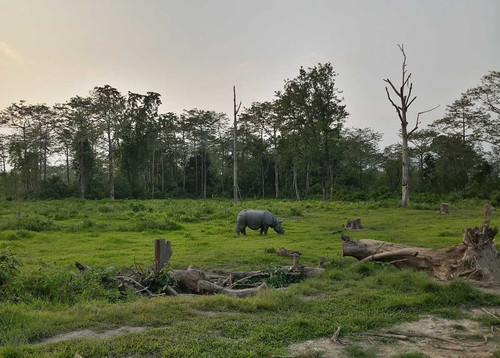 Forests for biodiversity and wellbeing Rhino in Manas Assam 20180517 173732.jpg