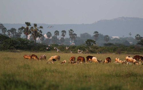 Biodiversity and Ecosystems services restoration of Grassland in Tirunelveli dist. TVS.jpg
