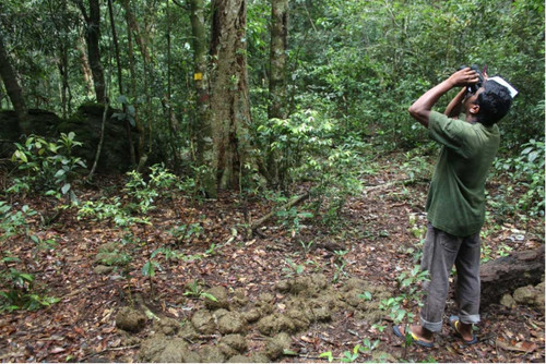 Long term monitoring of Phenology of Tropical trees in KMTR. TVS.jpg