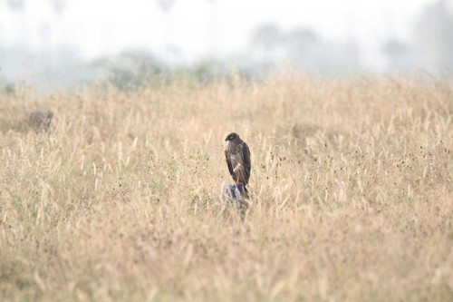 Pied harrier Migration. Hawk Watch International BDS.jpg