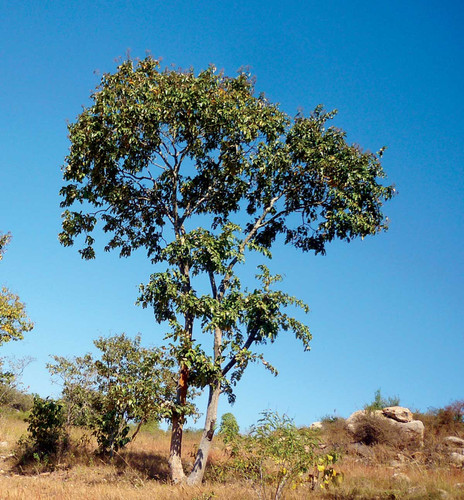 Trees Outside Forests in India.jpg