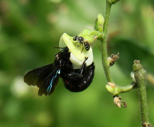 The Bee Garden Project.jpg