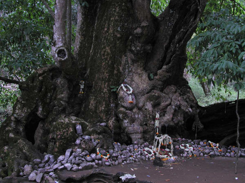 Supporting Training for Tiger Reserve Managers in India on Green Religious Pilgrimage.jpg