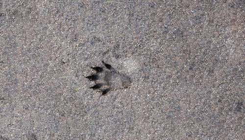 Otter Conservation in Tamiraparani River.jpg