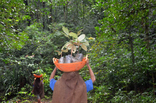 Setting up local community based distributed nurseries supporting existing nurseries for restoring S.jpg
