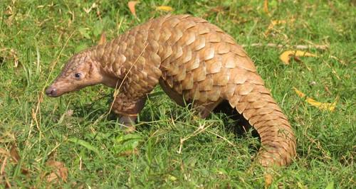 Pangolin Conservation in the tea landscape of Darjeeling, Eastern Himalayan, India.jpg