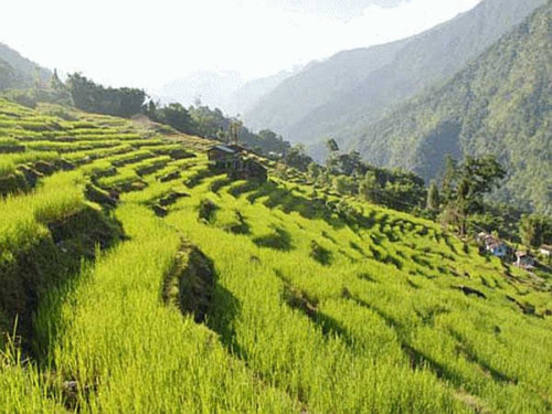Sustainable and Healthy Food Systems (SHEFS) 1.jpg