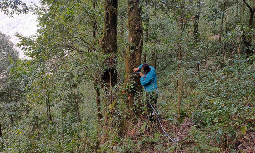 Woodpecker communities in the differently managed forests of Darjeeling, Eastern Himalaya, India.jpg