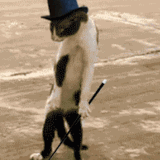 dance (2).gif