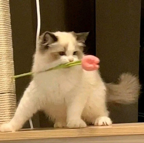 image.jpg
