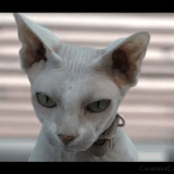 watching you.gif