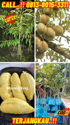 LANGSUNG PETANI ! H.Tovix CALL: 0813-8015-3311 Jual Pohon Durian Cangkok Ke Kec.Puding Besar-Desa Ba.jpg