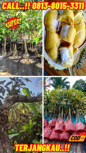 HARGA RESELLER ! H.Tovix CALL: 0813-8015-3311 Jual Pohon Durian Cepat Besar Ke Kec.Puding Besar-Desa.jpg