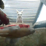 ezgif 1 c09c2815ea.gif