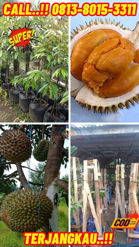 HARGA GROSIR ! H.Tovix CALL: 0813-8015-3311 Jual Pohon Durian Duri Hitam Ke Kec.Puding Besar-Desa Bu.jpg