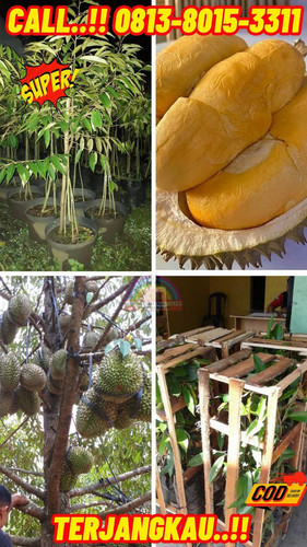HARGA PETANI ! H.Tovix CALL: 0813-8015-3311 Jual Pohon Durian Dalam Pot Ke Kec.Puding Besar-Desa Kut.jpg