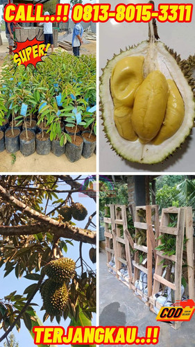TERPERCAYA ! H.Tovix CALL: 0813-8015-3311 Jual Pohon Durian Depan Rumah Ke Kec.Puding Besar-Desa Pad.jpg