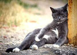 Pet Holistic Healing.jpg