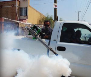 Local bee exterminator | Lipestservices.com.jpg