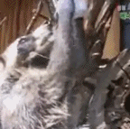 36F5FCEE 08CB 4E04 8E3D F55EAC69FBDF.gif