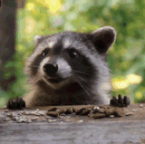 58B43550 7C37 40B7 A4F8 4F0B583AFBEB.gif