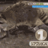 D2D8F0E1 D809 44A2 8BB7 1C73D6053C1C.gif