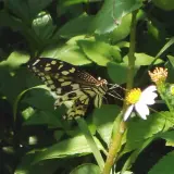 無尾鳳蝶