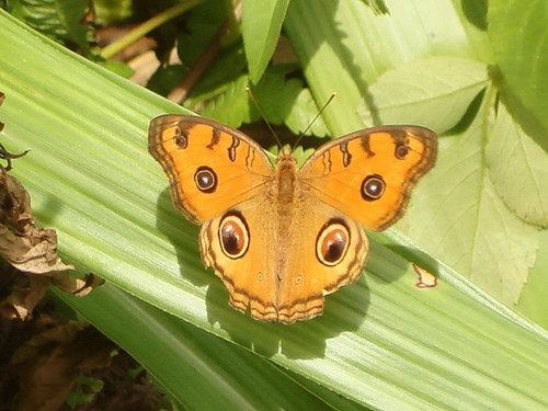 昆蟲(孔雀蛺蝶).jpg