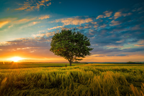 wide angle shot single tree growing clouded sky during sunset surrounded by grass.jpg