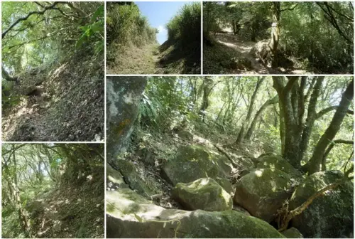 00013 中正山親山步道往大屯山南峰.webp