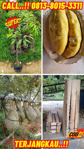 OPEN RESELLER ! H.Tovix CALL: 0813-8015-3311 Jual Pohon Durian Besar Ke Kec.Mendo Barat-Desa Penyak.jpg