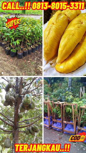 HARGA PARTAI ! H.Tovix CALL: 0813-8015-3311 Jual Pohon Durian Bawor Berbuah Ke Kec.Mendo Barat-Desa.jpg