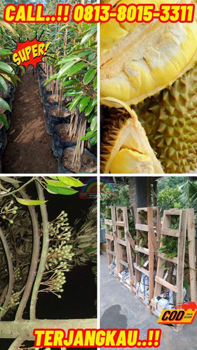 LANGSUNG DARI KEBUN ! H.Tovix CALL: 0813-8015-3311 Jual Pohon Durian Bawor Berbuah Lebat Ke Kec.Mend.jpg