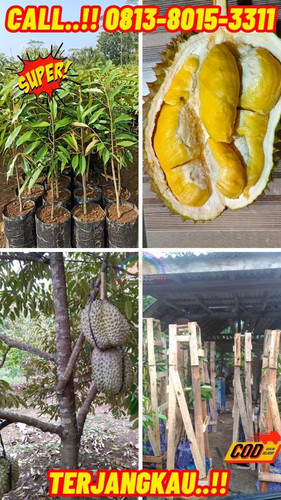 PRODUSEN BIBIT UNGGULAN ! H.Tovix CALL: 0813-8015-3311 Jual Pohon Durian Cepat Berbuah Ke Kec.Mendo.jpg