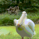 ptica.gif
