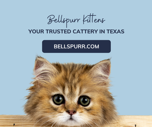 Exotic Shorthair Kittens for Sale - Bellspurr Cat Breeder.png
