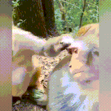 obezi.gif
