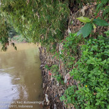 Sungai Ciwidey