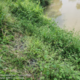 Sungai Ciwidey