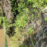 Sungai Ciwidey