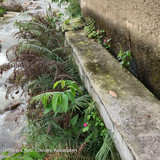 Sungai Ciwidey