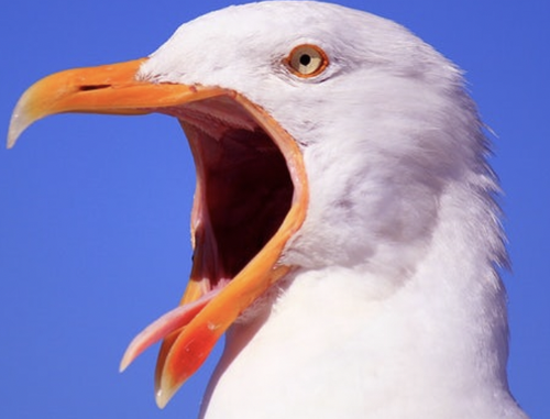 d4f656 1bbf78dbfecb4cedb64cd3f626527e62~mv2.png