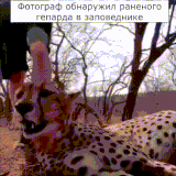 gepard1.gif