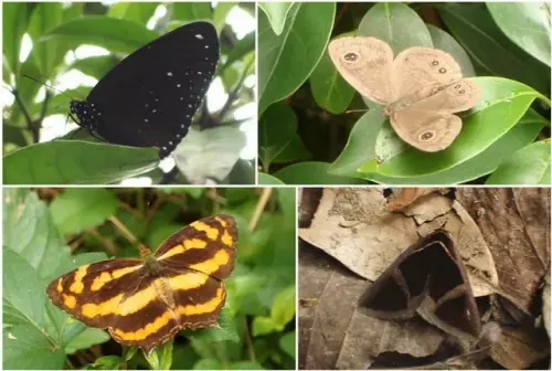 00018 獅頭山看蝶賞蛾