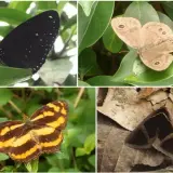 00018 獅頭山看蝶賞蛾