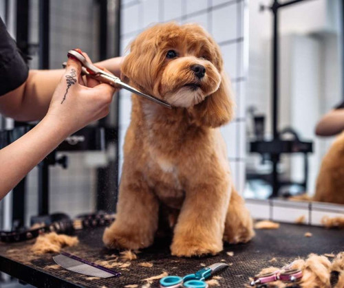 Explore Royal Pawz Grooming Services in Chicago.jpg