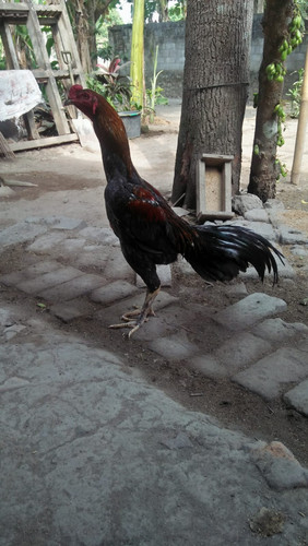 image.jpg