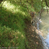 Sungai Cilamaya