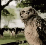 owl dance.gif